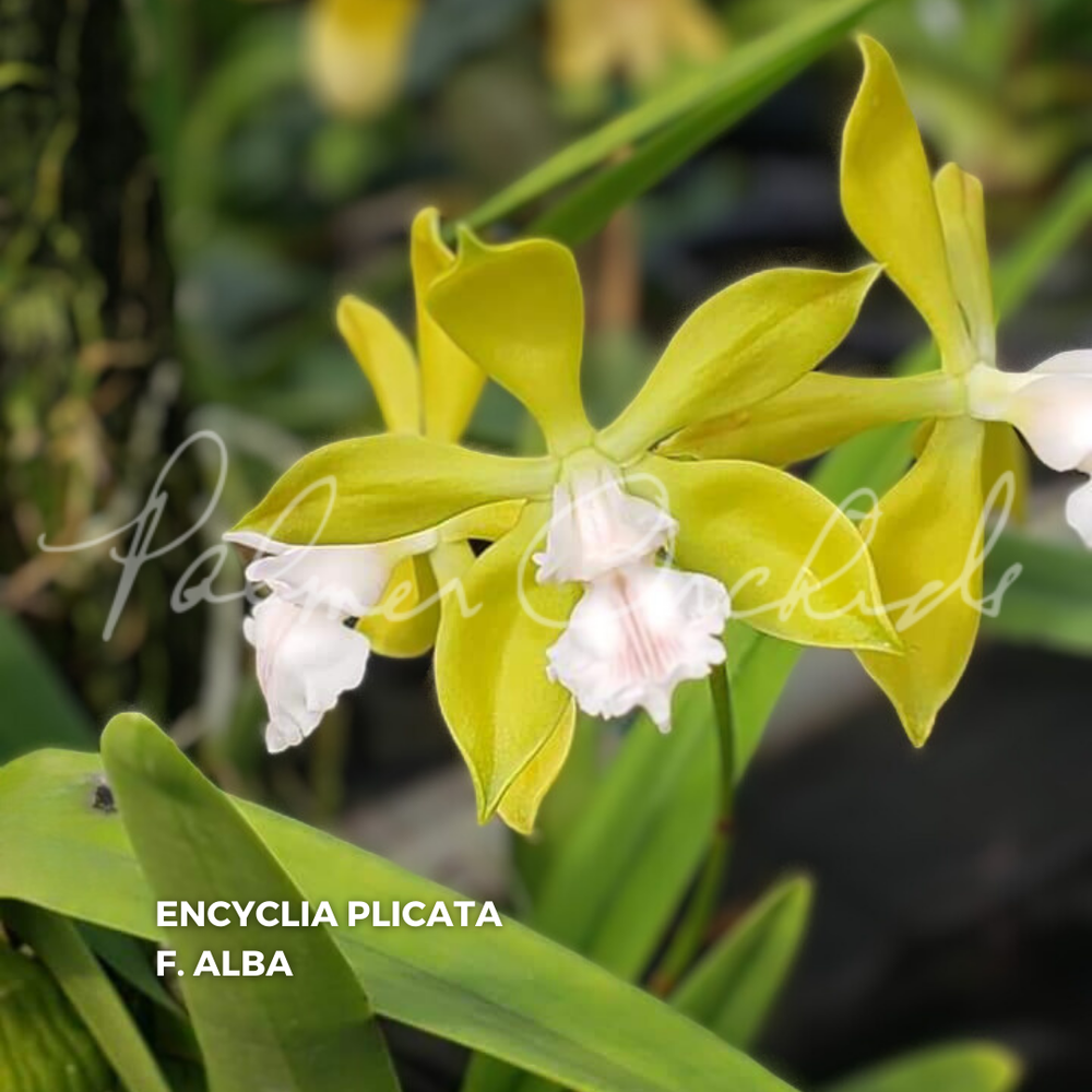 Enc. Hunty's Home Run — Palmer Orchids